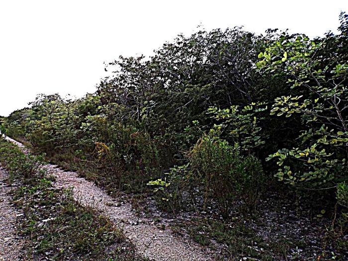 MLS# 62650 Acreage O'Neils Long Island