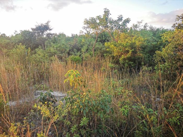 MLS# 63462   New Providence/Paradise Island