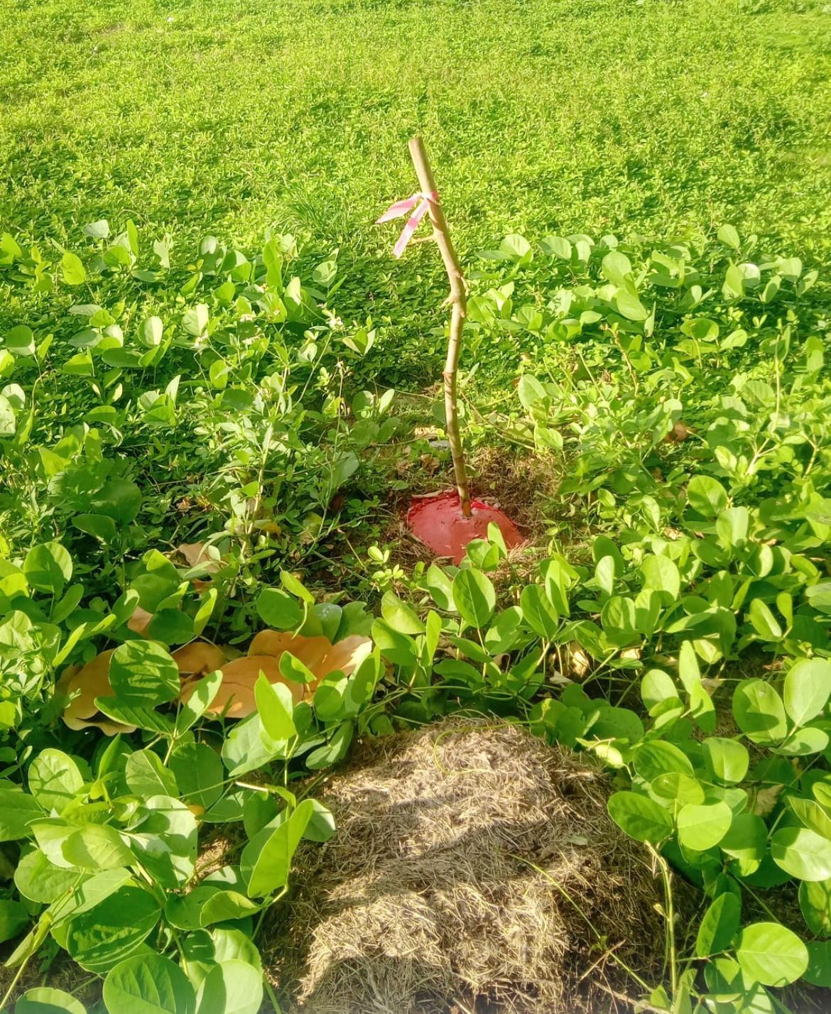 MLS# 65668 Parcel B Kemps Bay Kemp's Bay Andros