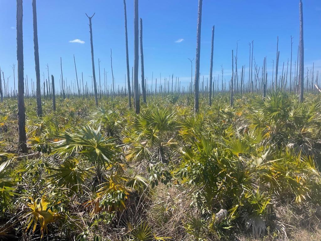 MLS# 65985  Lucaya Grand Bahama/Freeport