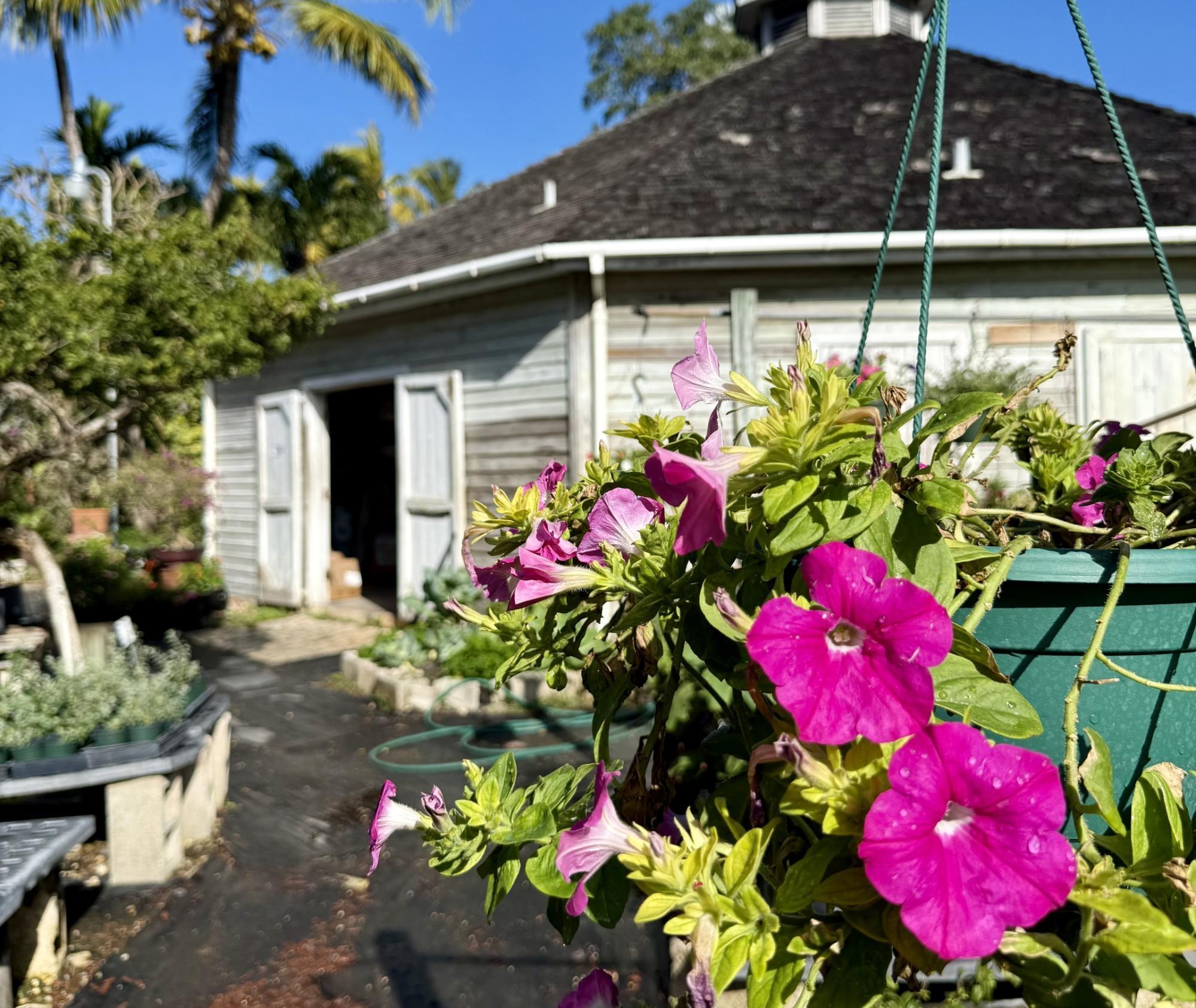 MLS# 66165 Investment  New Providence/Paradise Island