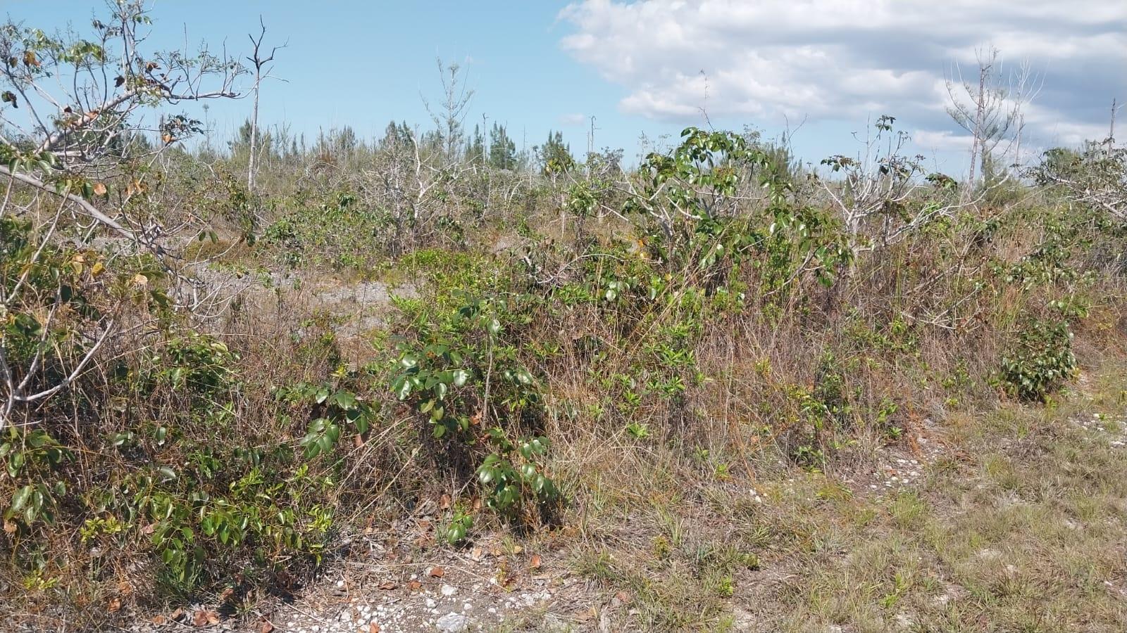 MLS# 66552 Derby Grand Bahama/Freeport